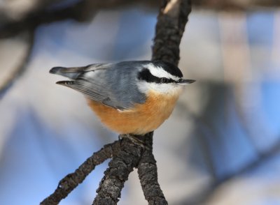 Red-breasted Nuthatch