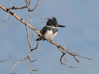 Belted Kingfisher