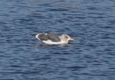 Lesser Black-backed Gull