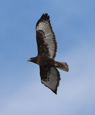 dark morph Red-tailed Hawk