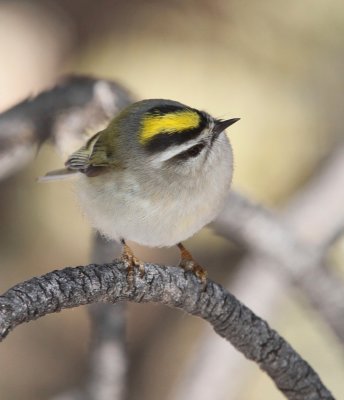 Golden-crowned Kinglet