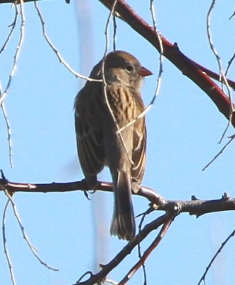 Field Sparrow