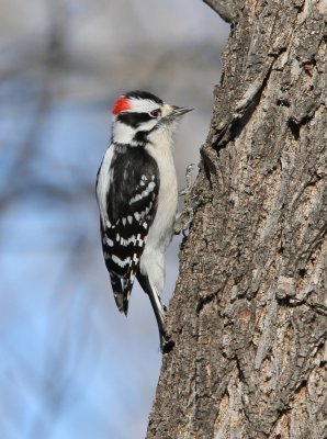 Downy Woodpecker