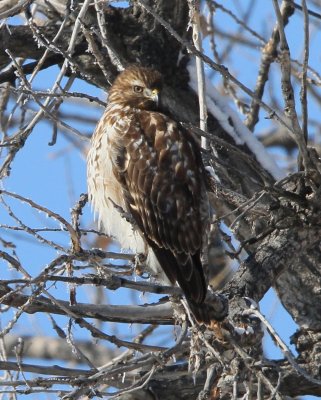 Red-shouldered Hawk