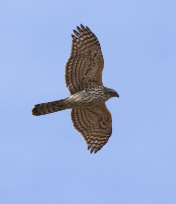 Northern Goshawk