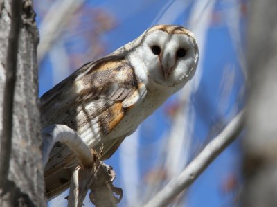 Barn Owl