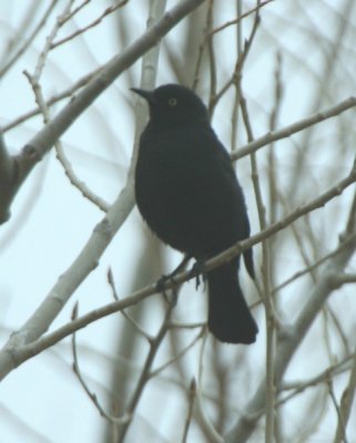 Rusty Blackbird