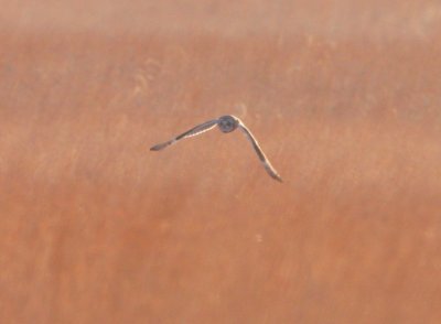short-eared_owl