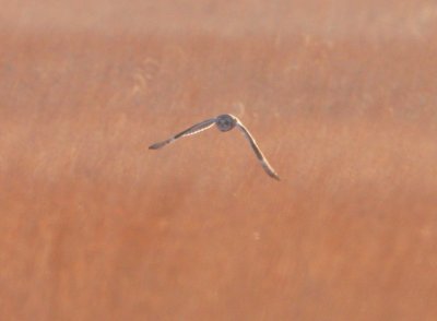 Short-eared Owl