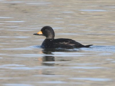 Black Scoter