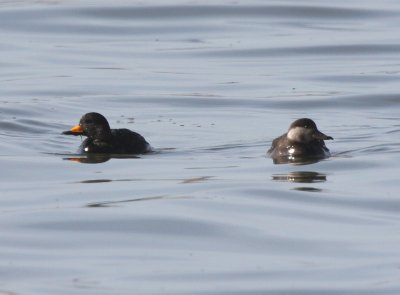 Black Scoters