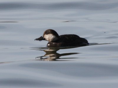 Black Scoter