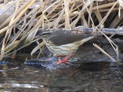 Louisiana Waterthrush