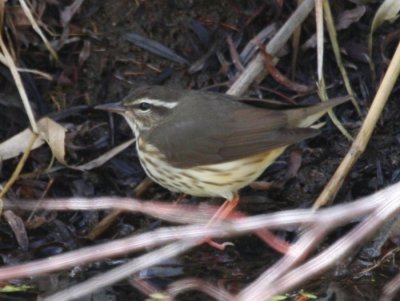 Louisiana Waterthrush