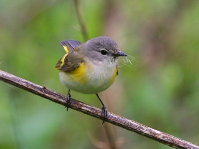 American Redstart