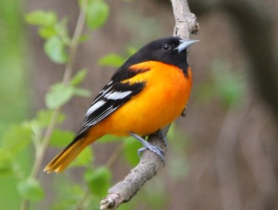 Baltimore Oriole