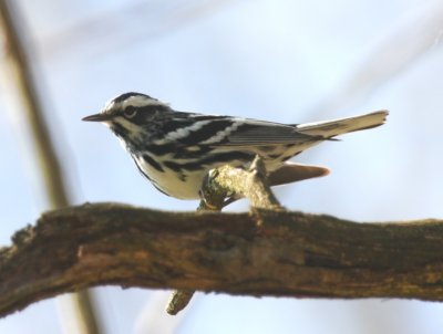 black-and-white_warbler