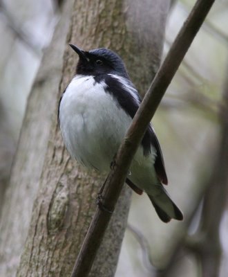 black-throated_blue_warbler