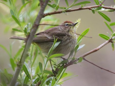 Palm Warbler