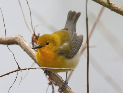 prothonotary_wabler
