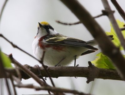 Chestnut-sided Warbler