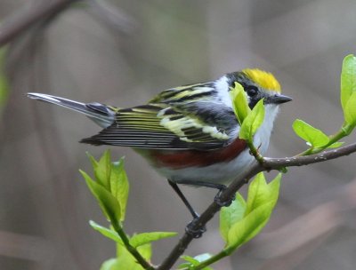 Chestnut-sided Warbler
