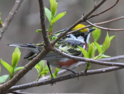 Chestnut-sided Warbler
