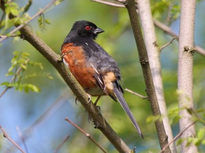 Eastern Towhee