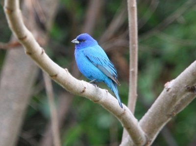 Indigo Bunting