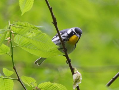 yellow-throated_warbler