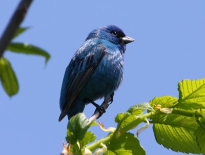 Indigo Bunting