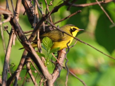 Kentucky Warbler