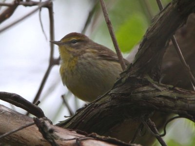 palm_warbler