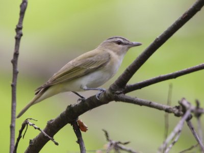 Red-eyed Vireo