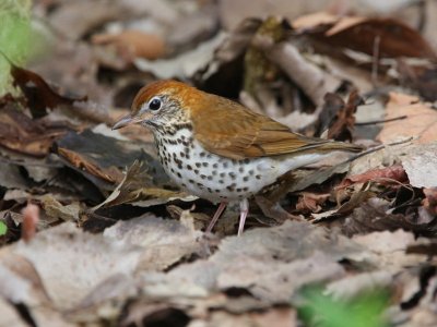 Wood Thrush