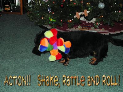 PC253248_Bummer Destroying Toy Squeakers
