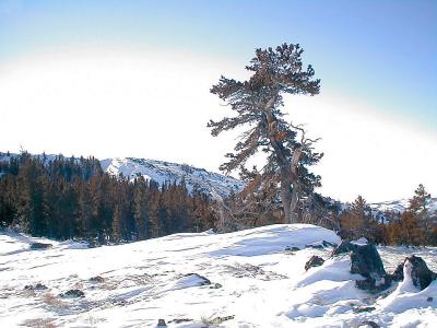 P1210002_wind blown tree.jpg