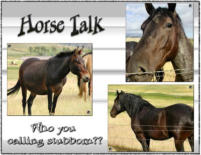 Horse Talk
