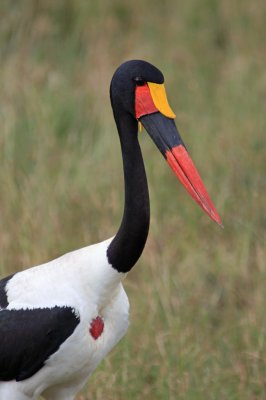 Saddle billed stork