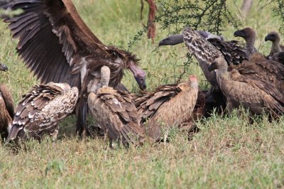 Vultures on Wildebeest