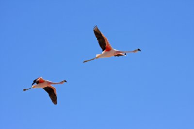 Flamingos