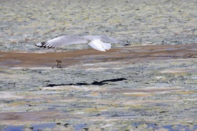 Andean Gull