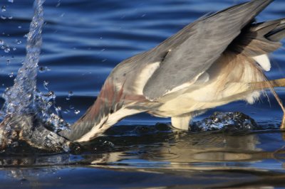 Tricolored Heron