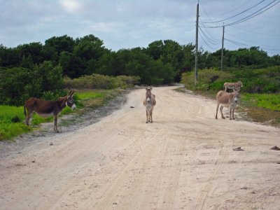 Donkeys Hanging Out