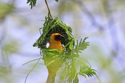 Speke's Weaver