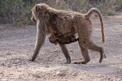 Female Olive Baboon with infant