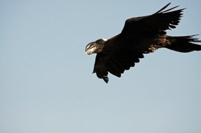 Thick Billed Raven