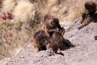 Grooming Session