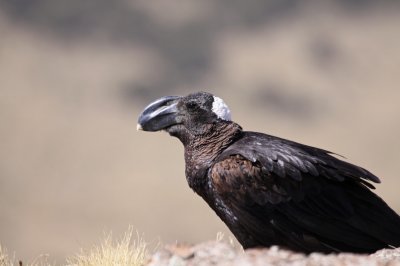 Thick-billed Raven