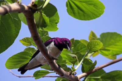 Violet-backed Starling